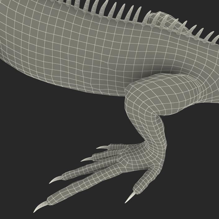 Green Iguana Rigged 3D model