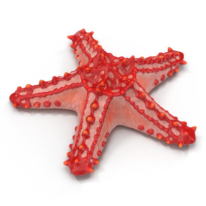 Red Knobbed Starfish Rigged 3D