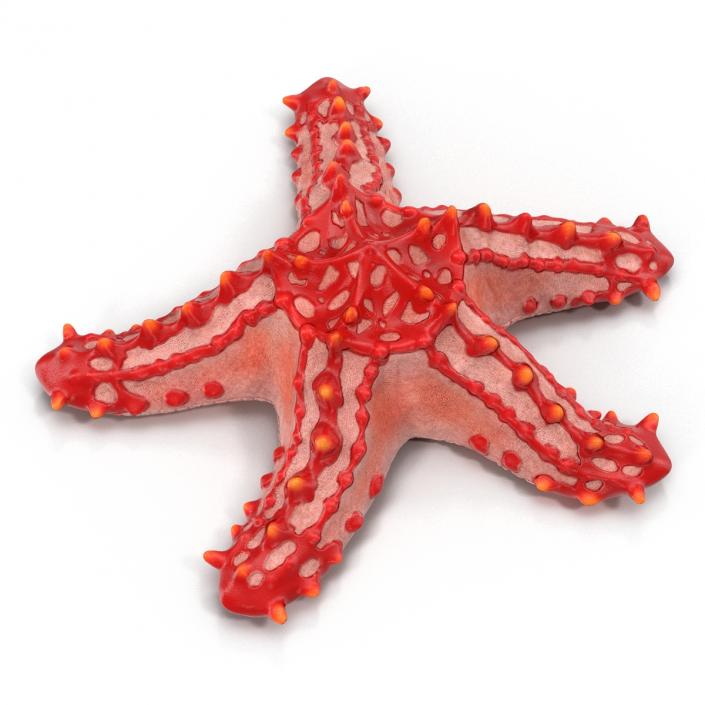 Red Knobbed Starfish Rigged 3D