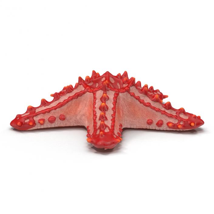 Red Knobbed Starfish Rigged 3D