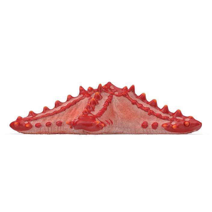 Red Knobbed Starfish Rigged 3D