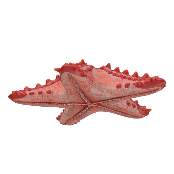 Red Knobbed Starfish Rigged 3D