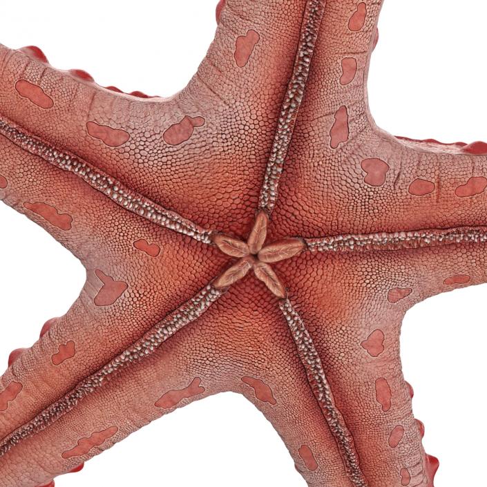 Red Knobbed Starfish Rigged 3D