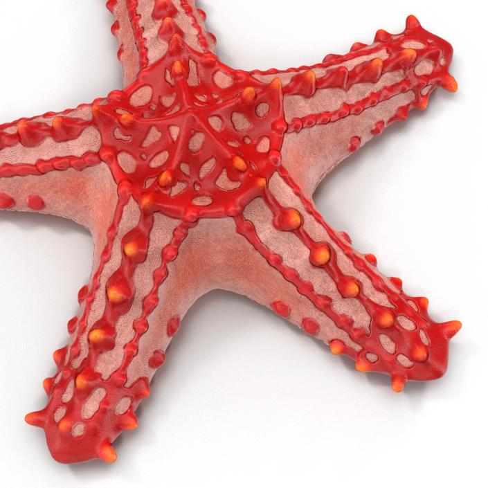 Red Knobbed Starfish Rigged 3D