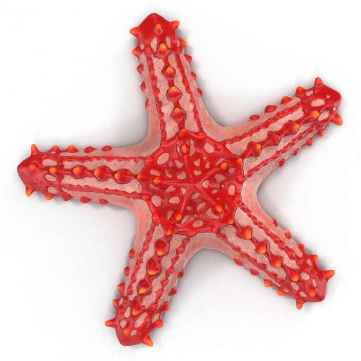 3D model Red Knobbed Starfish