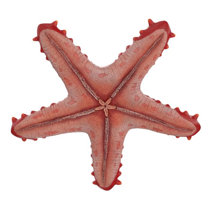 3D model Red Knobbed Starfish