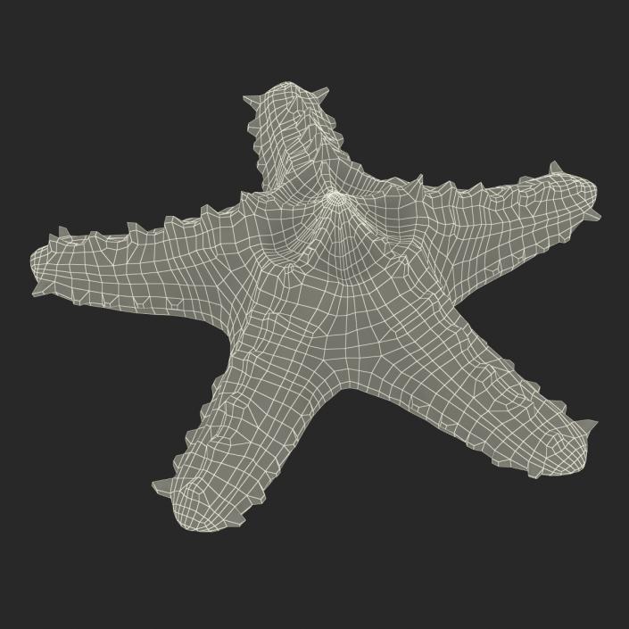 3D model Red Knobbed Starfish