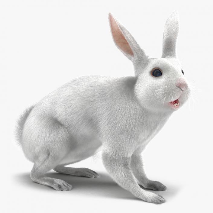 White Rabbit Rigged 3D model