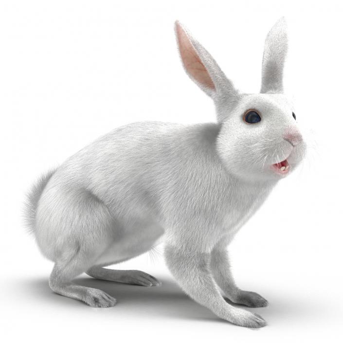 White Rabbit Rigged 3D model