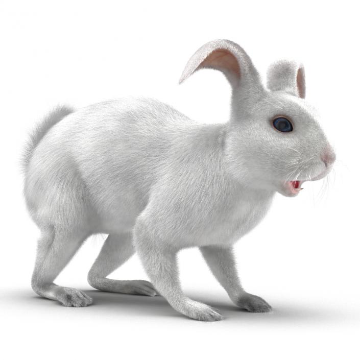 White Rabbit Rigged 3D model