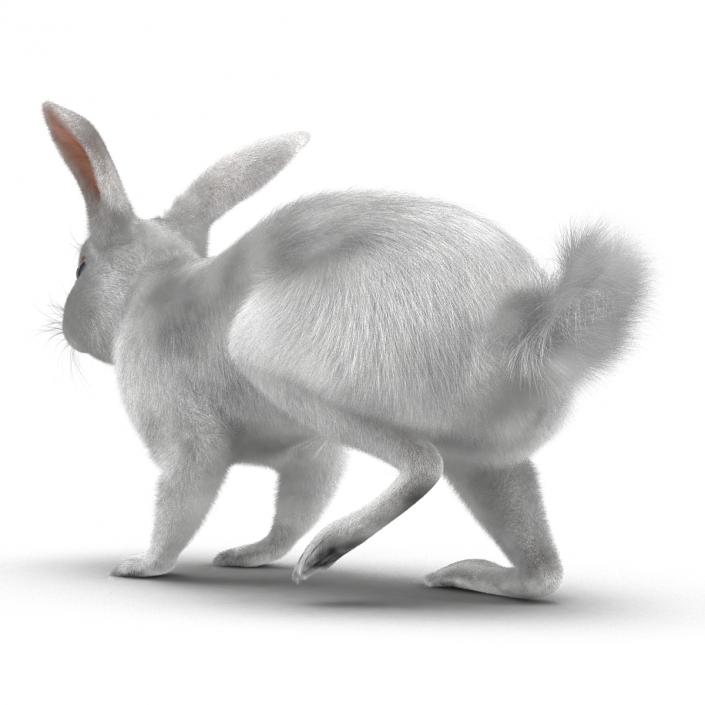 White Rabbit Rigged 3D model