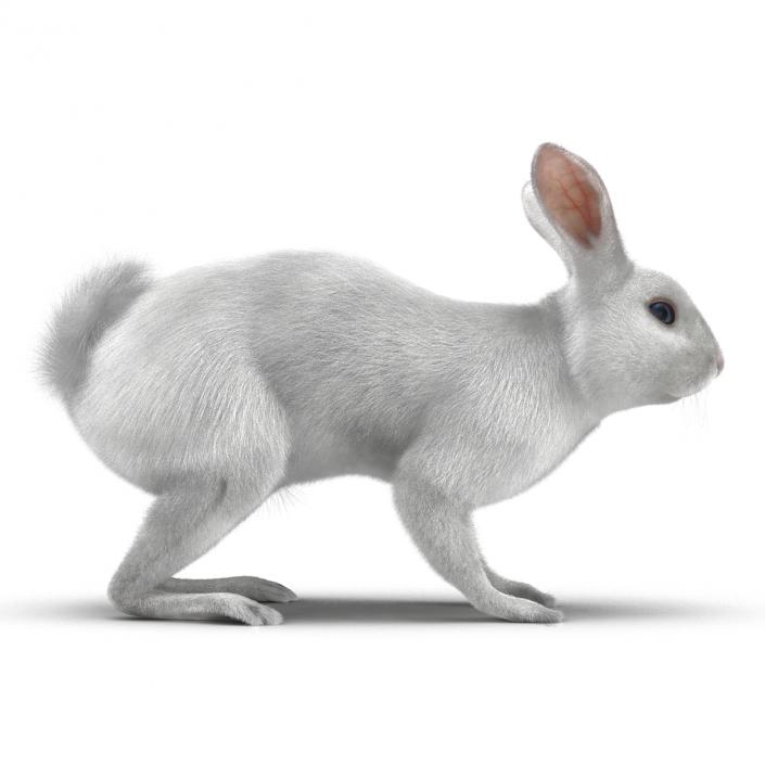 White Rabbit Rigged 3D model