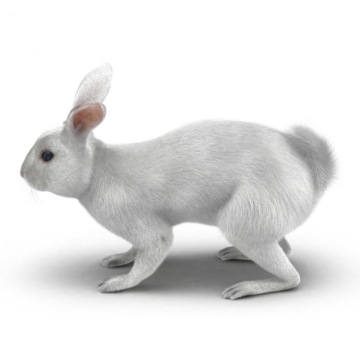 White Rabbit Rigged 3D model