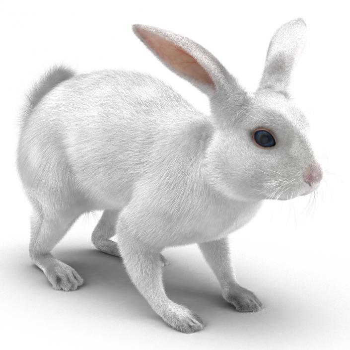 White Rabbit Rigged 3D model