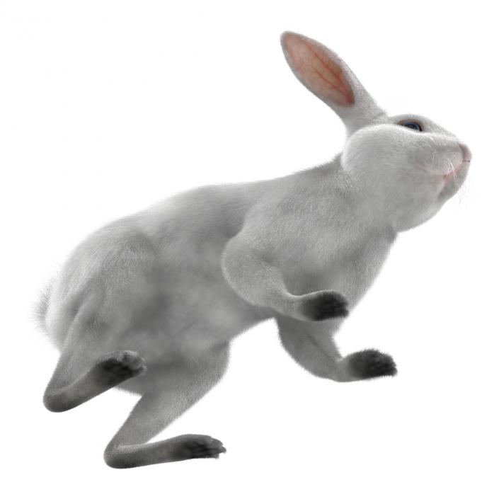 White Rabbit Rigged 3D model