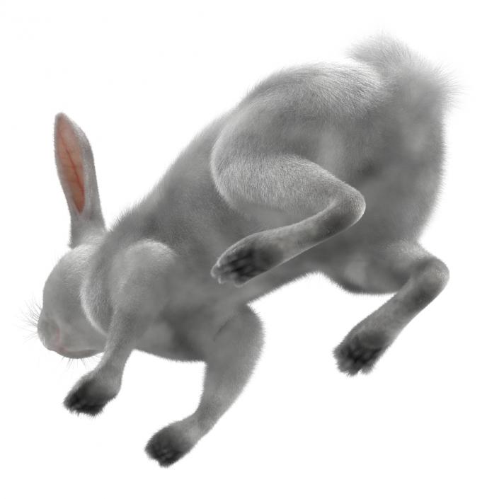 White Rabbit Rigged 3D model