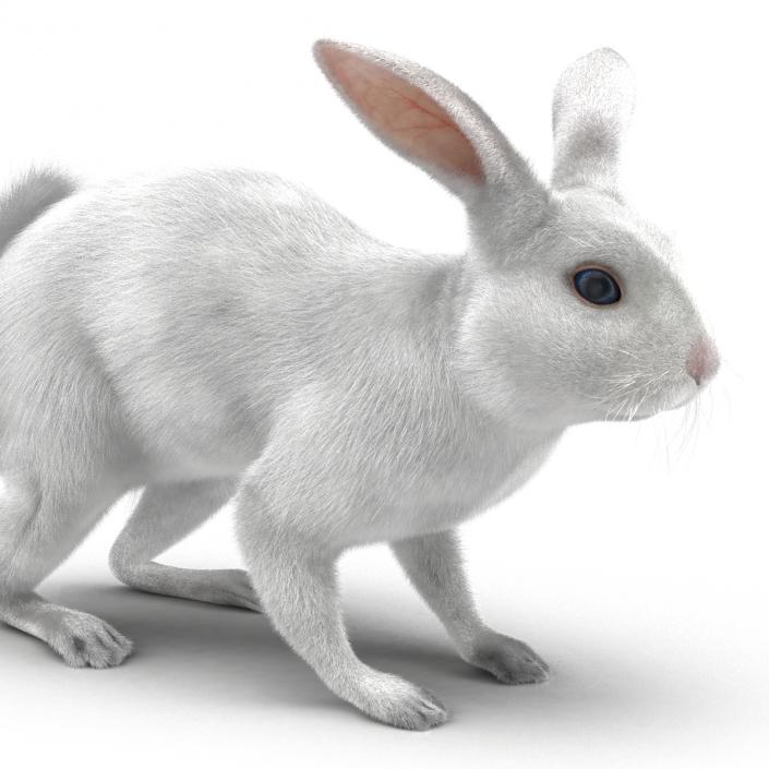 White Rabbit Rigged 3D model