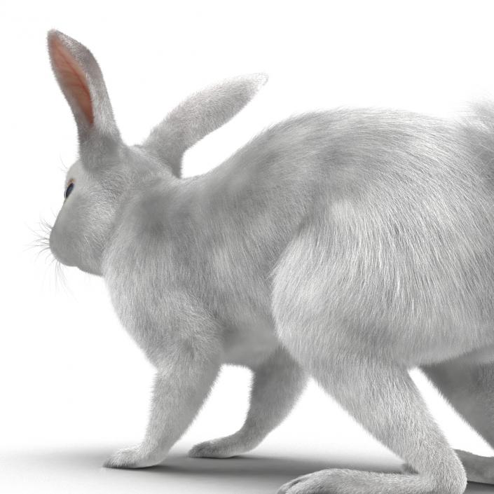 White Rabbit Rigged 3D model