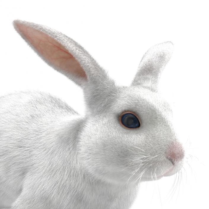 White Rabbit Rigged 3D model