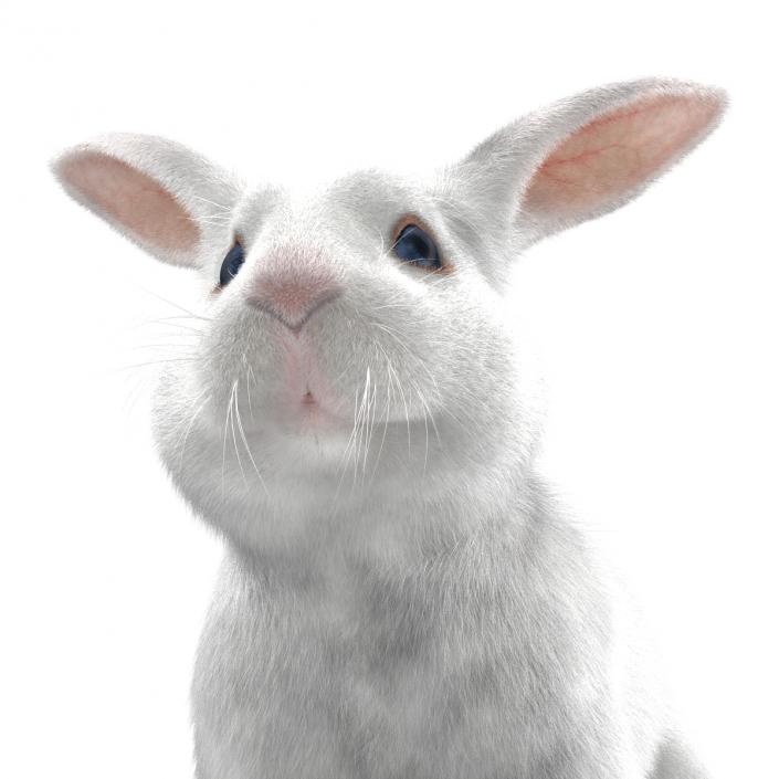 White Rabbit Rigged 3D model