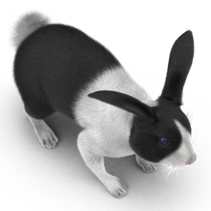 Black Rabbit Rigged 3D model