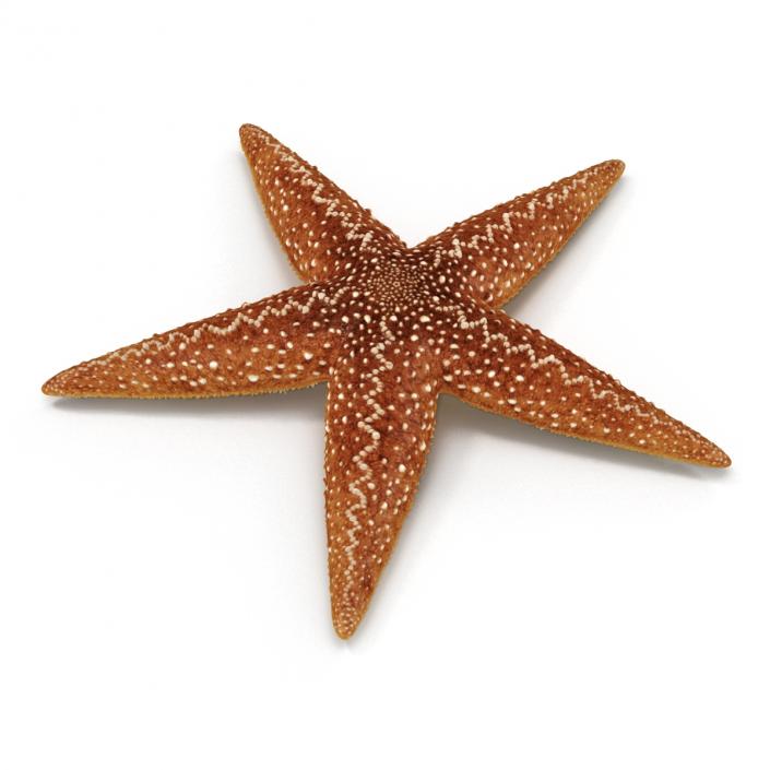 Starfish 2 Rigged 3D