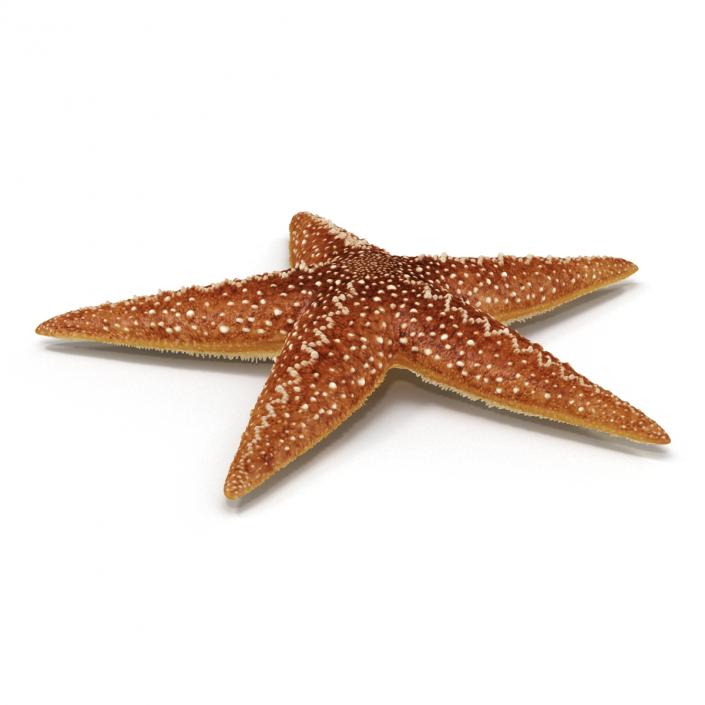 Starfish 2 Rigged 3D