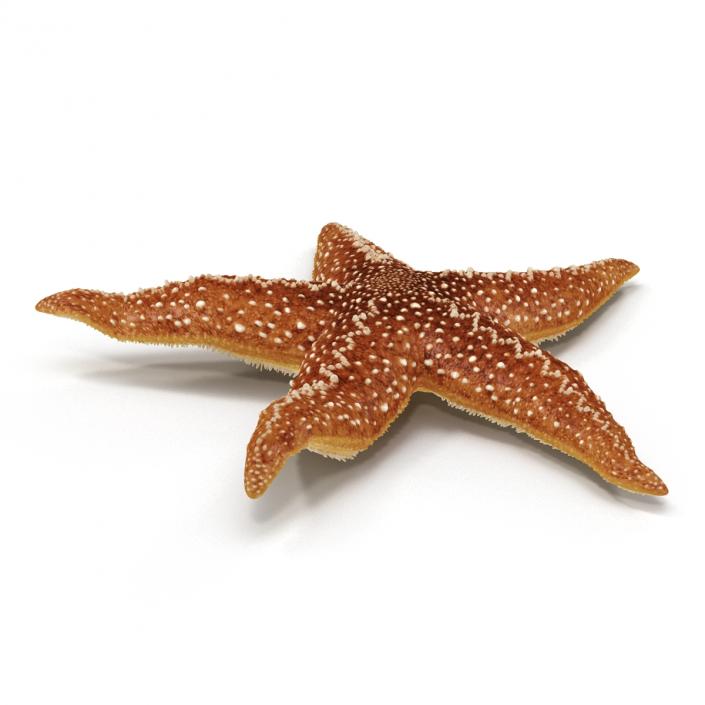 Starfish 2 Rigged 3D