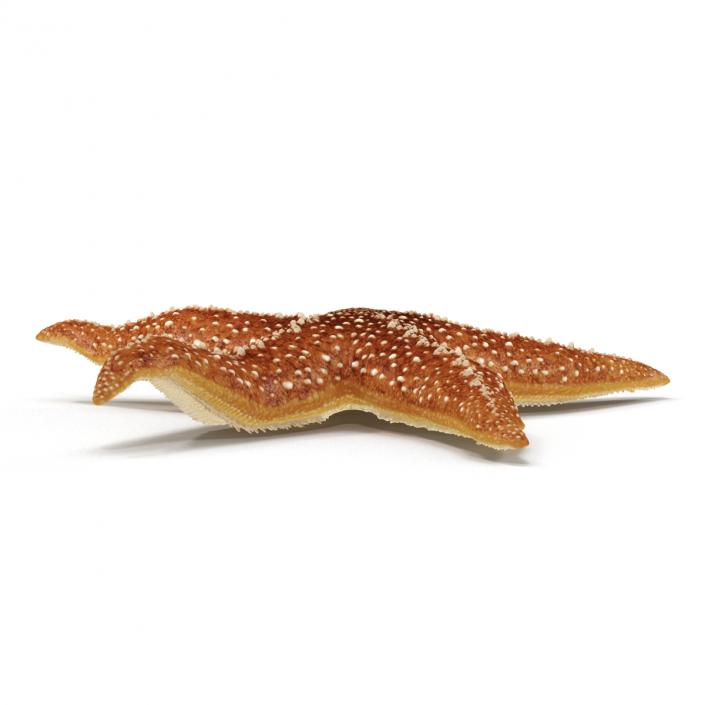 Starfish 2 Rigged 3D