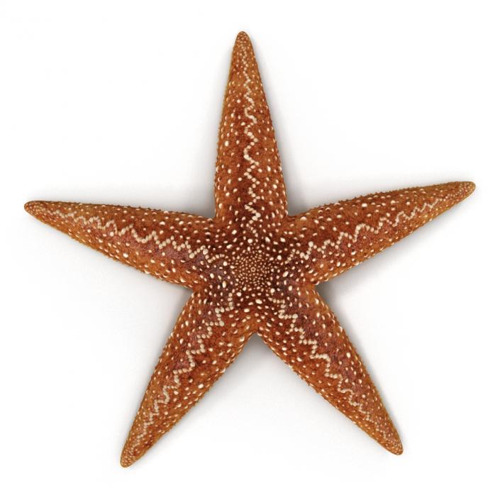 Starfish 2 Rigged 3D