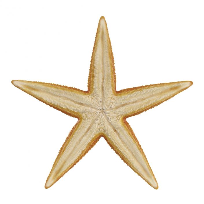 Starfish 2 Rigged 3D