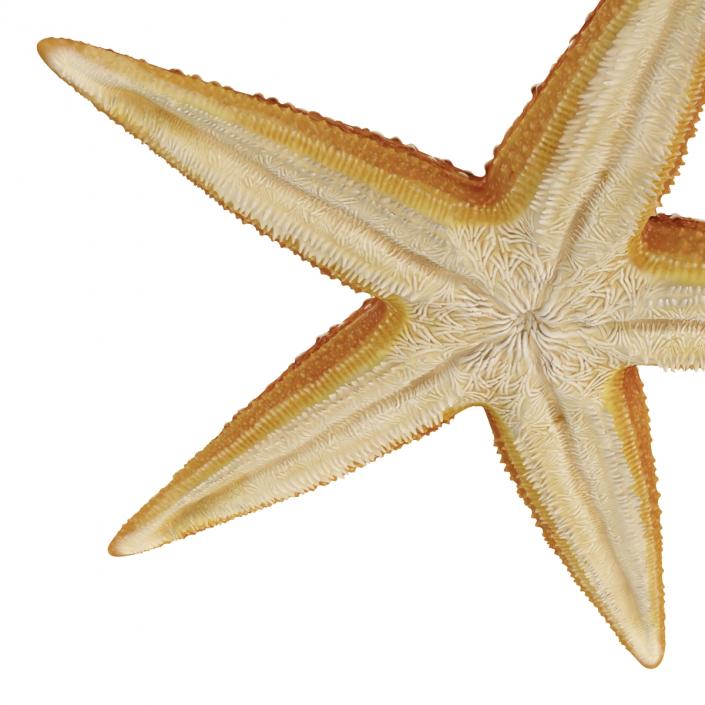 Starfish 2 Rigged 3D