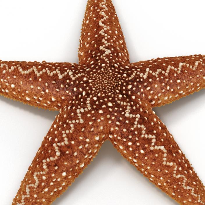 Starfish 2 Rigged 3D