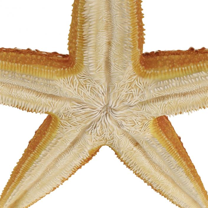 Starfish 2 Rigged 3D