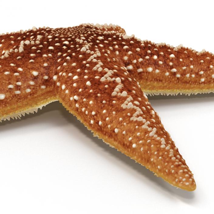 Starfish 2 Rigged 3D