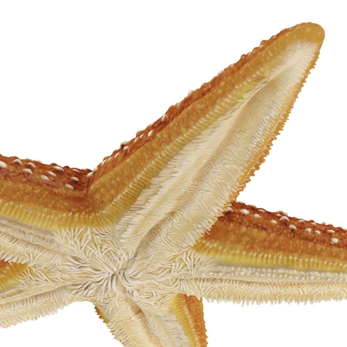 Starfish 2 Rigged 3D