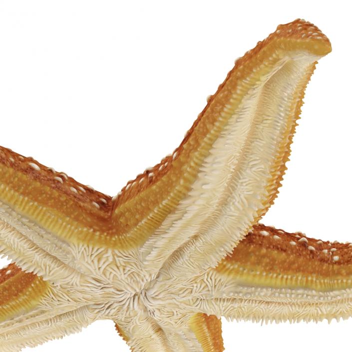 Starfish 2 Rigged 3D