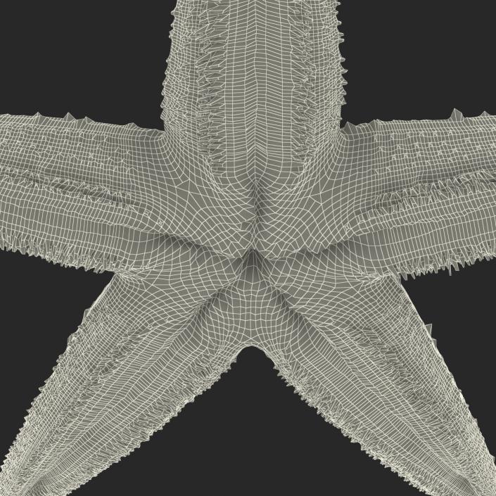 Starfish 2 Rigged 3D