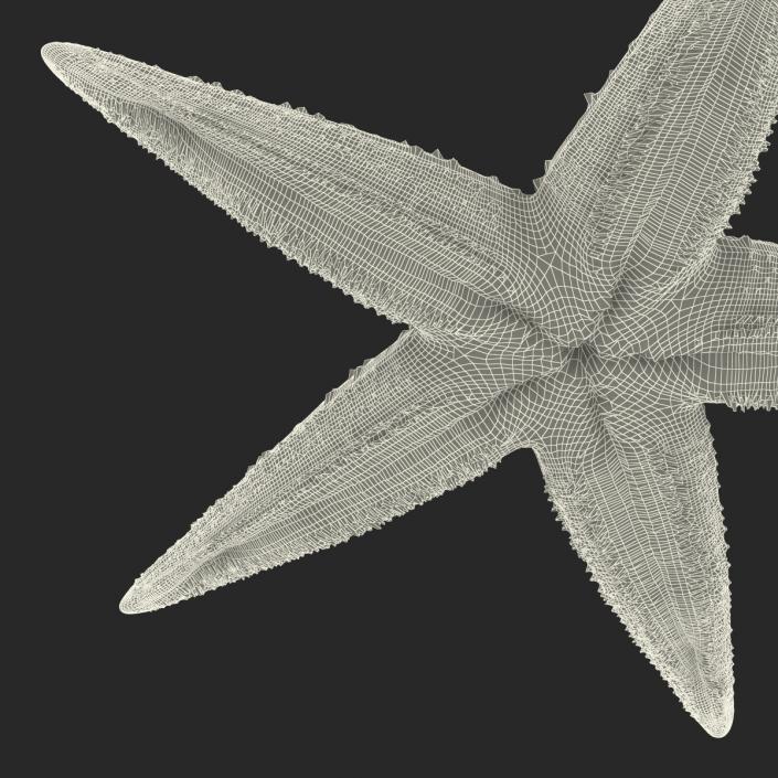 Starfish 2 Rigged 3D