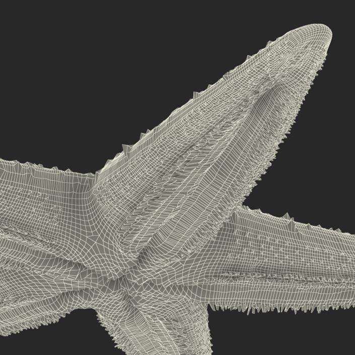 Starfish 2 Rigged 3D