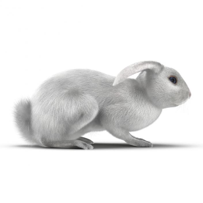 White Rabbit Pose 2 3D model