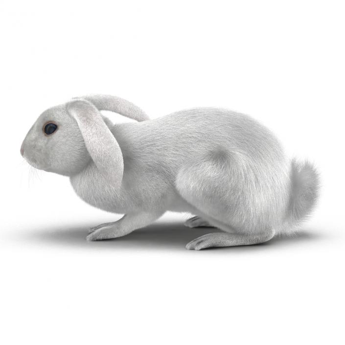 White Rabbit Pose 2 3D model