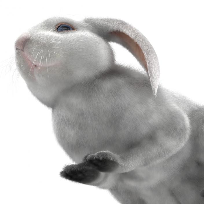 White Rabbit Pose 2 3D model