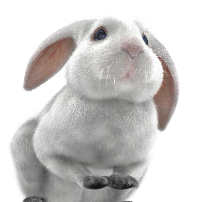 White Rabbit Pose 2 3D model