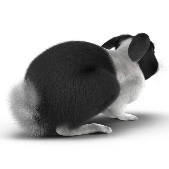 Black Rabbit Pose 2 3D model