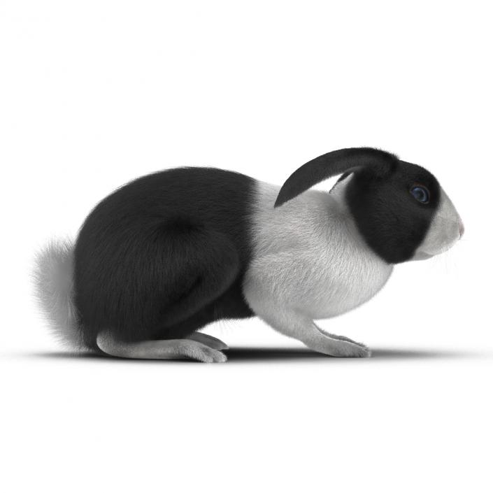 Black Rabbit Pose 2 3D model