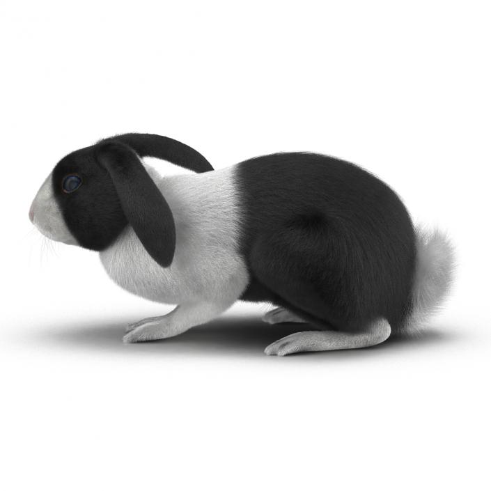 Black Rabbit Pose 2 3D model