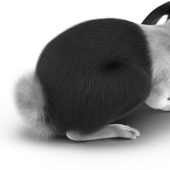 Black Rabbit Pose 2 3D model