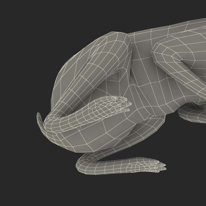 Black Rabbit Pose 2 3D model