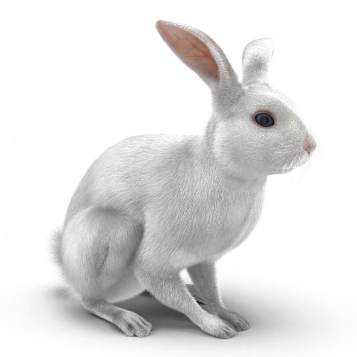 White Rabbit Pose 3 3D model